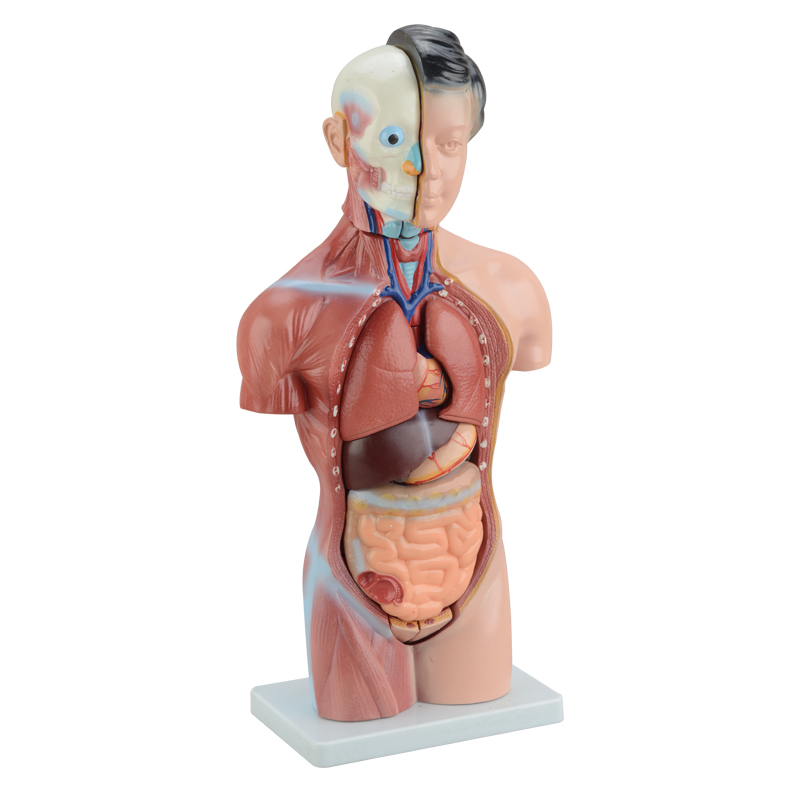 人体模型-宁波学优科教仪器有限公司，宁波学优-宁波学优科教仪器有限