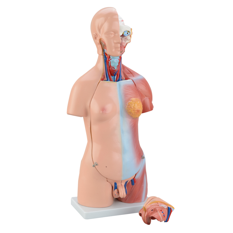 人体模型-宁波学优科教仪器有限公司,宁波学优-宁波学优科教仪器有限