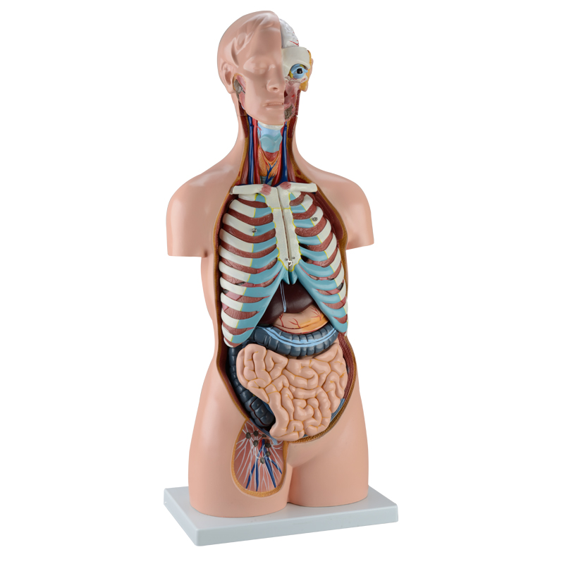 人体模型-宁波学优科教仪器有限公司，宁波学优-宁波学优科教仪器有限